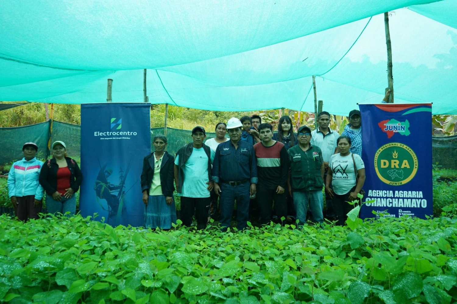 Perené impulsa reforestación con 500 mil plantones